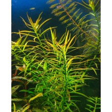 Людвігія Аркуата